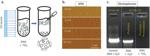 explaining elimination of COVID-19 pathogens