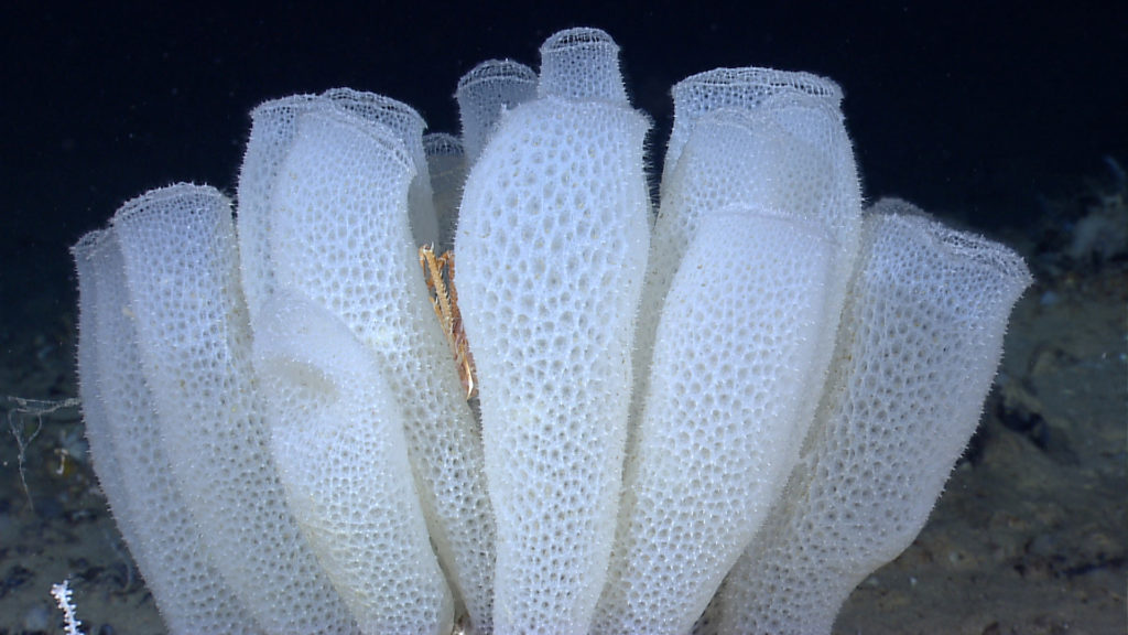 Group of Venus’ flower basket sea sponges inspiring engineering