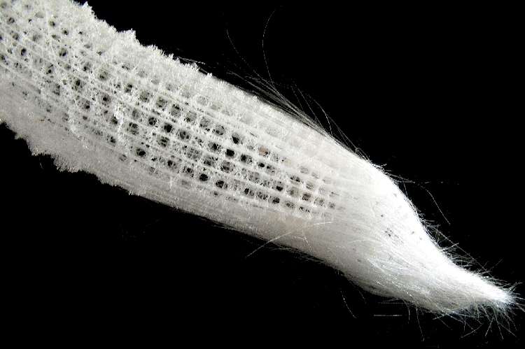 Dried skeleton of a Euplectella glass sponge. inspiring engineering 