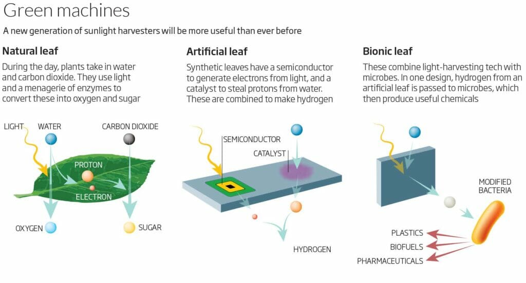 simple understanding of artificial leaf for carbon neutral fuel