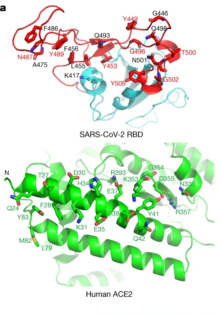 ribbon protein structures of SARS-CoV-2 RBD and ACE2 receptor