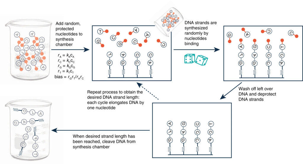 DNA random synthesis to generate biochemical random number