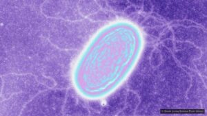 Colossal Group of Bacteria that "eat" electricity discovered