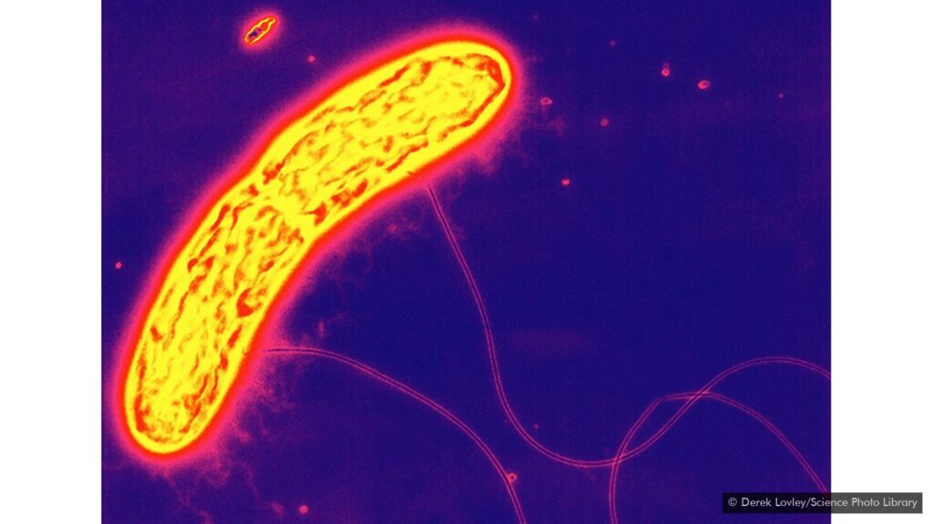 Image of bacteria : Geobacter metallireducens