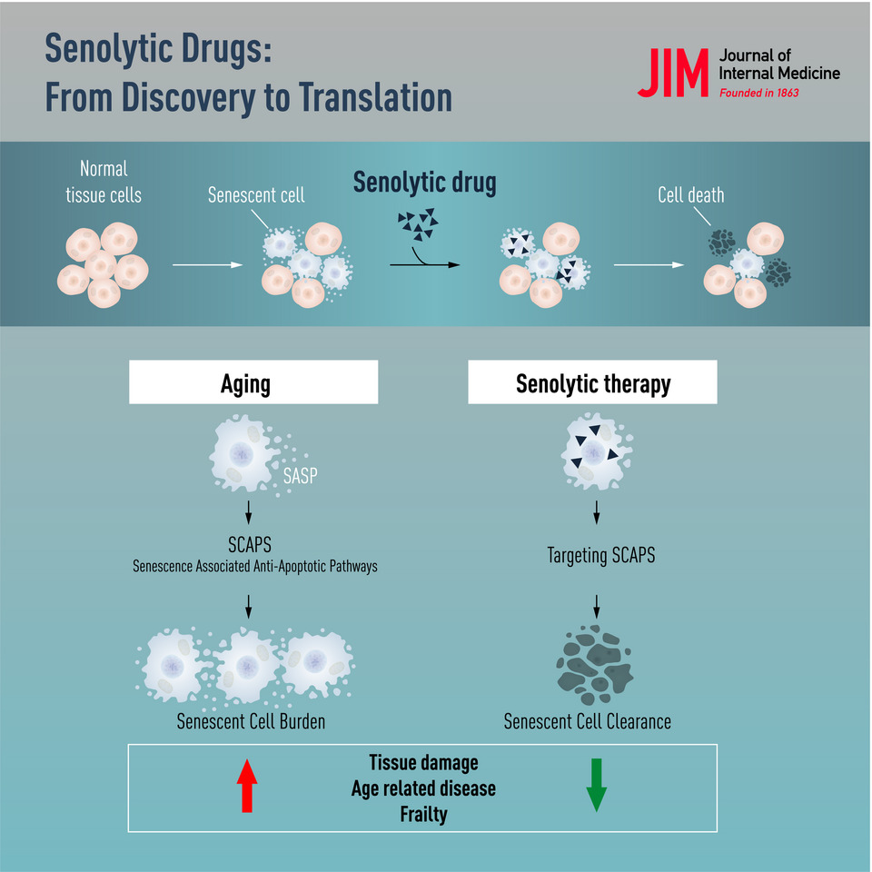 Senolytic Drugs: The anti-aging drug