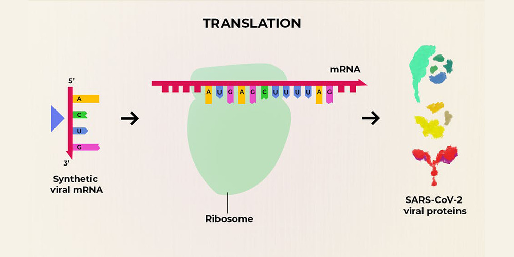 Image depicting the mRNA translation that happens after administering the vaccine.