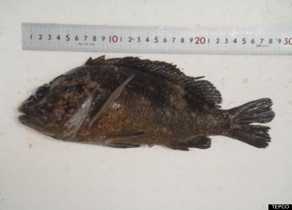 Fish dying due to radiation exposure by nuclear wastewater.