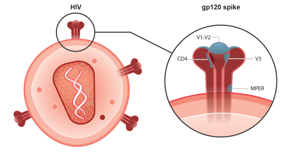 PHASE 1 BROADLY NEUTRALIZING ANTIBODY EFFORTS 
for HIV Vaccine 