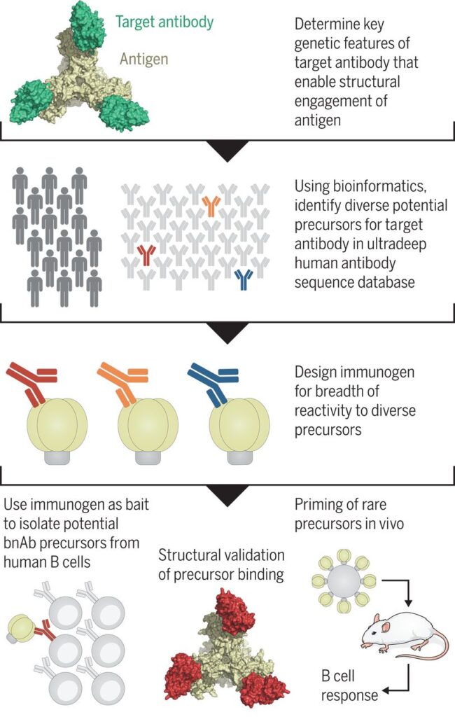 The 4 steps of germline targeting 
used in HIV Vaccine