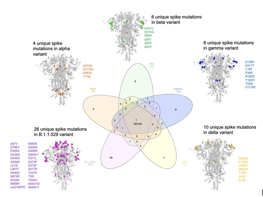 Corona Virus variants explained with omicron 