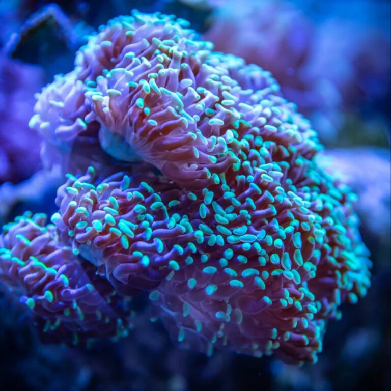 SCIENTISTS FIND SOFT SEA CORALS AS THE ORIGIN OF THE SOUGHT-AFTER “ANTI-CANCER” COMPOUND