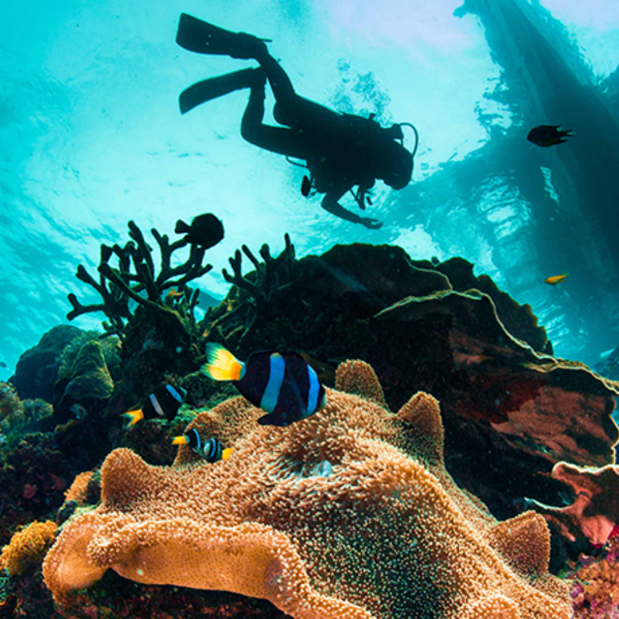 Exploring the coral reef for medicinally important compounds especially the anti-cancer drugs has been displayed in the image. However, the journey from the discovery of a potential compound from sea corals to commercially available drugs is very long.