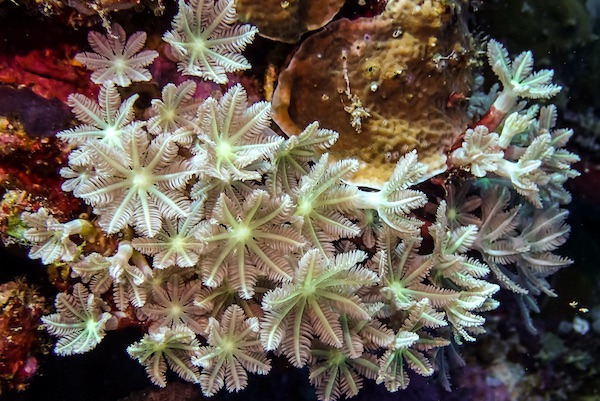 Soft corals are supposed to produce thousands of drug-like combinations that could work as anti-inflammatory agents, antibiotics, anti-cancer therapeutics, and other drug principles. Credit: Bailey Miller.